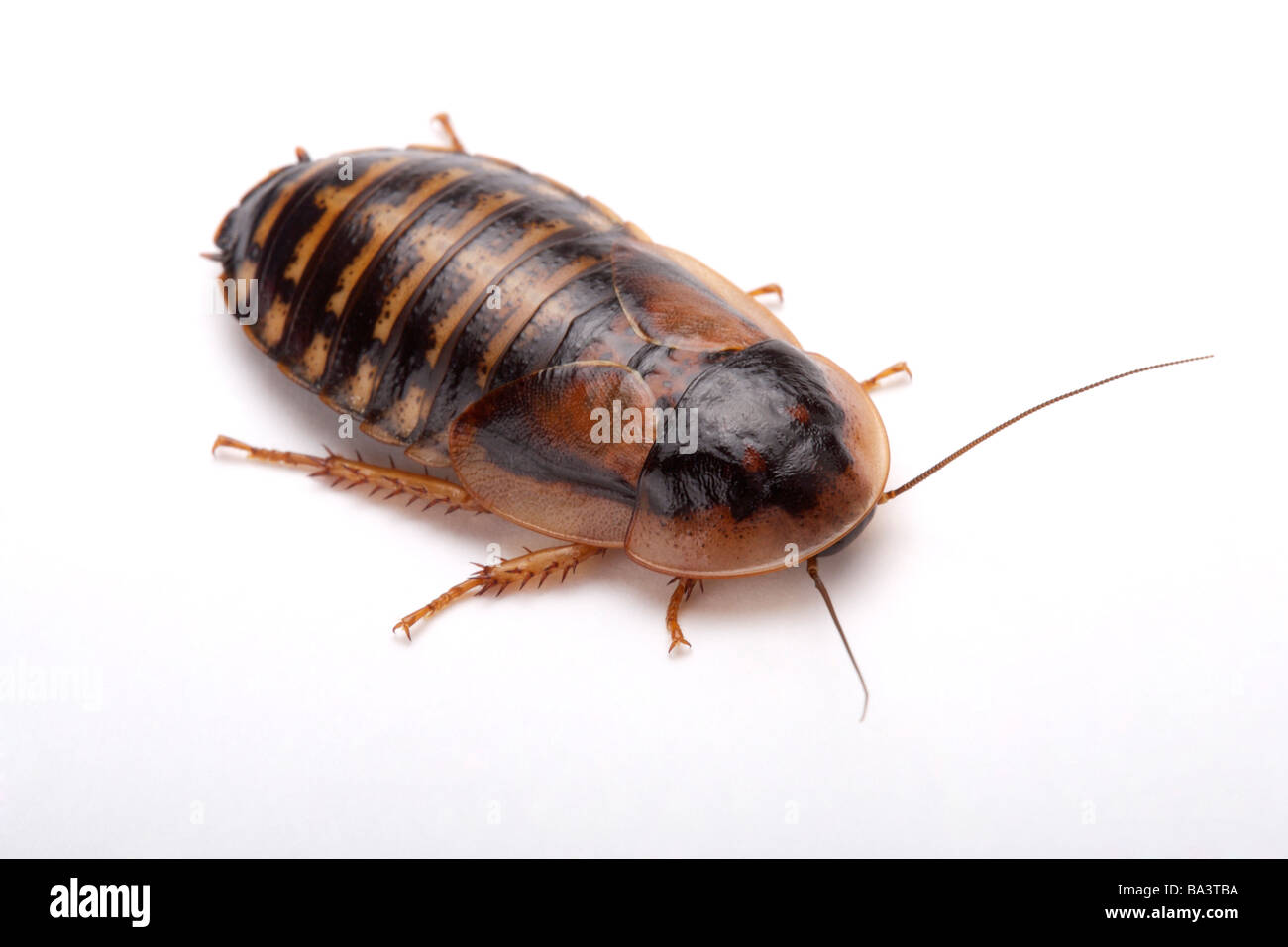 Cockroach Guyana Orange Spotted Roach close up overhead view Stock Photo