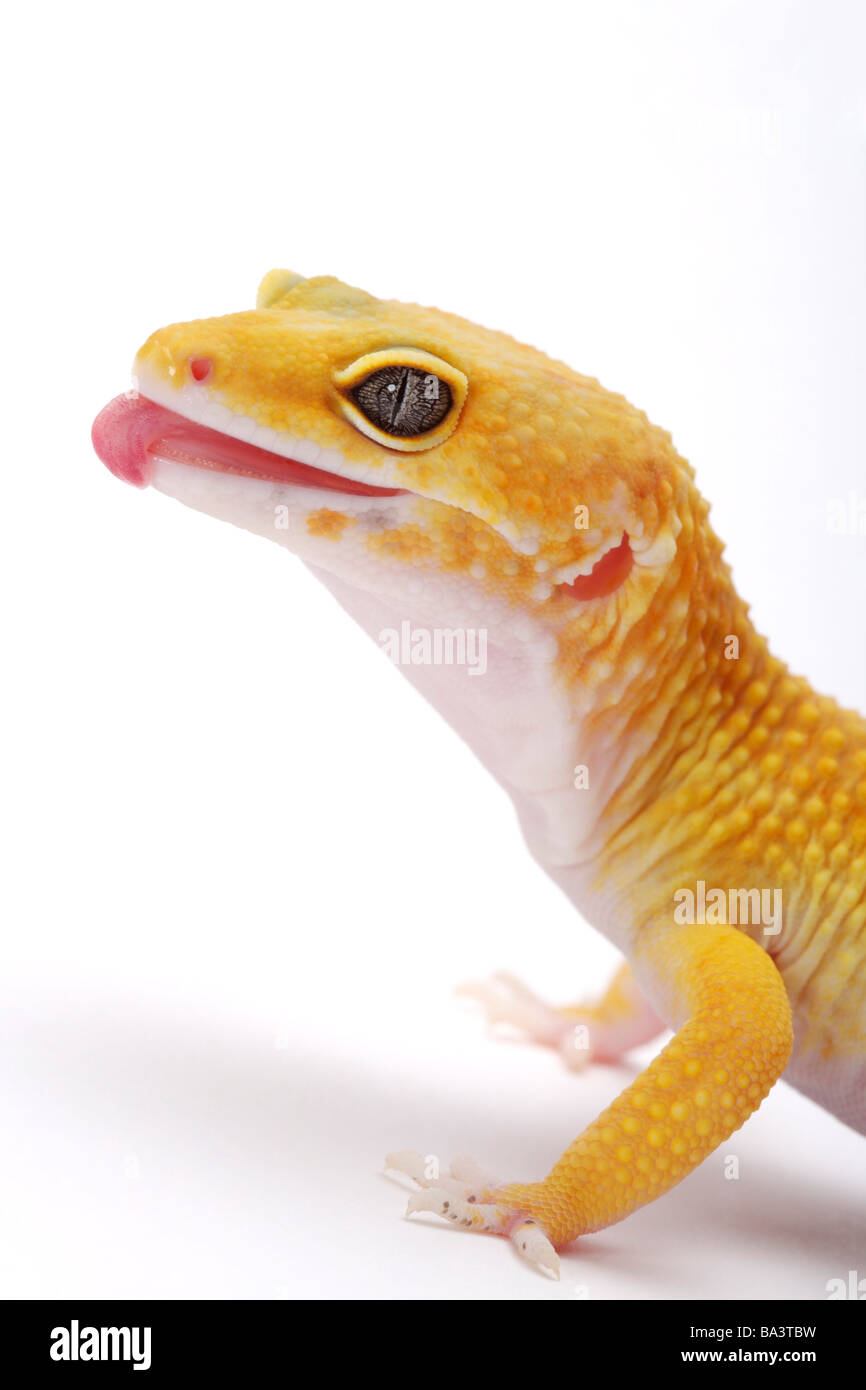 Leopard Gecko against white background close up Stock Photo