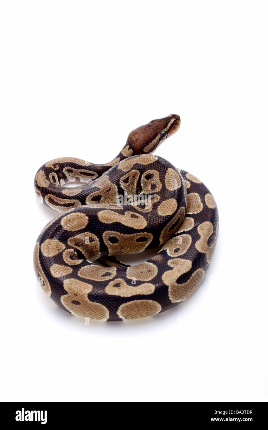 Python against white background close up Stock Photo - Alamy