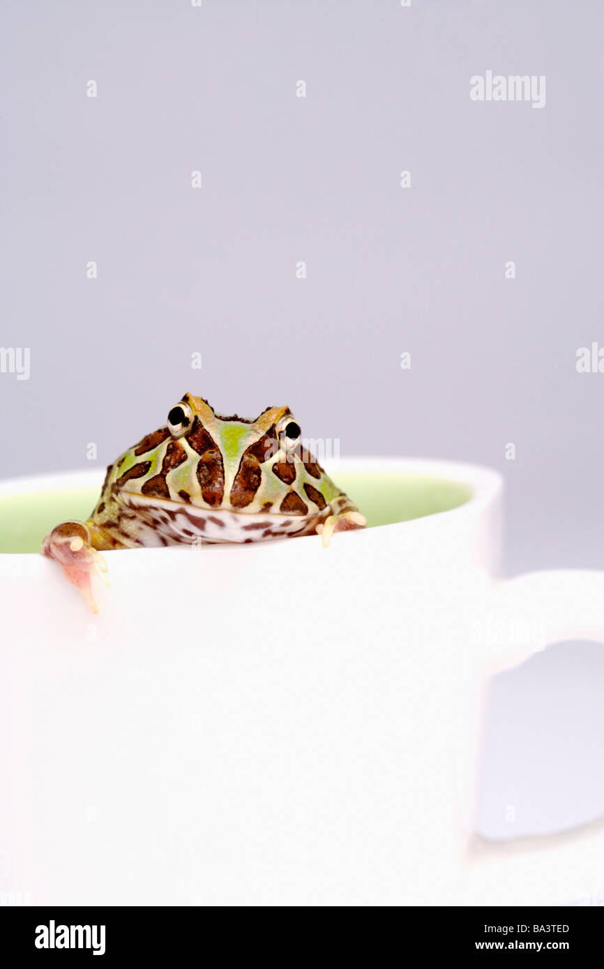 Frog in cup hi-res stock photography and images - Alamy