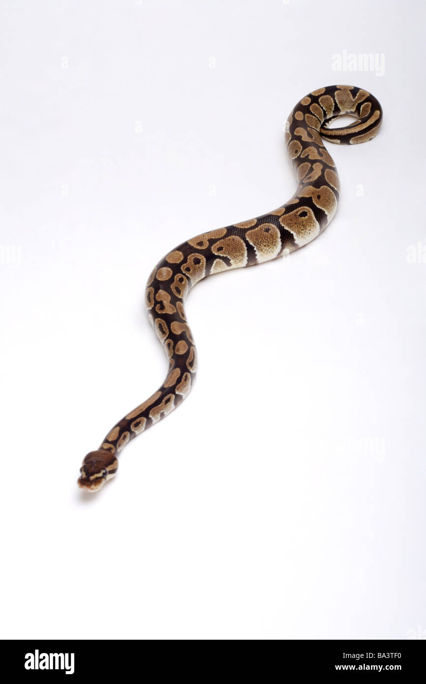 Python against white background close up Stock Photo - Alamy