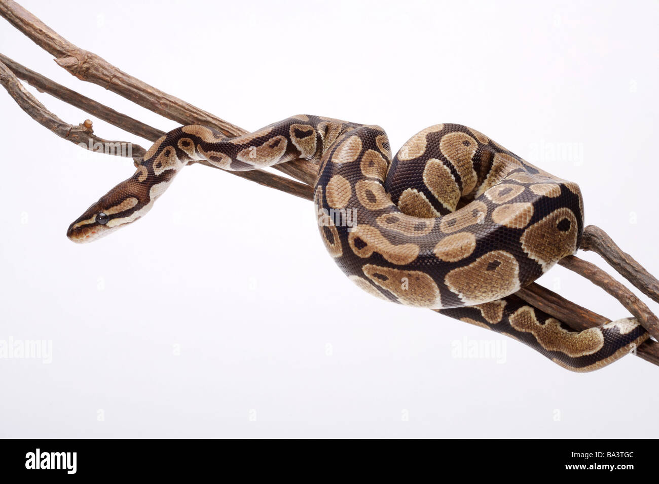 Python on branch against white background close up Stock Photo - Alamy