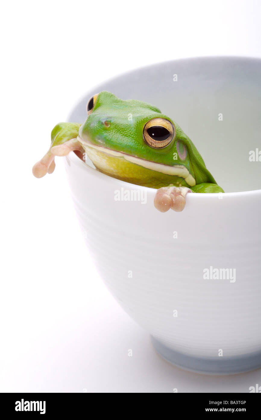Frog at the edge of cup close up Stock Photo Alamy