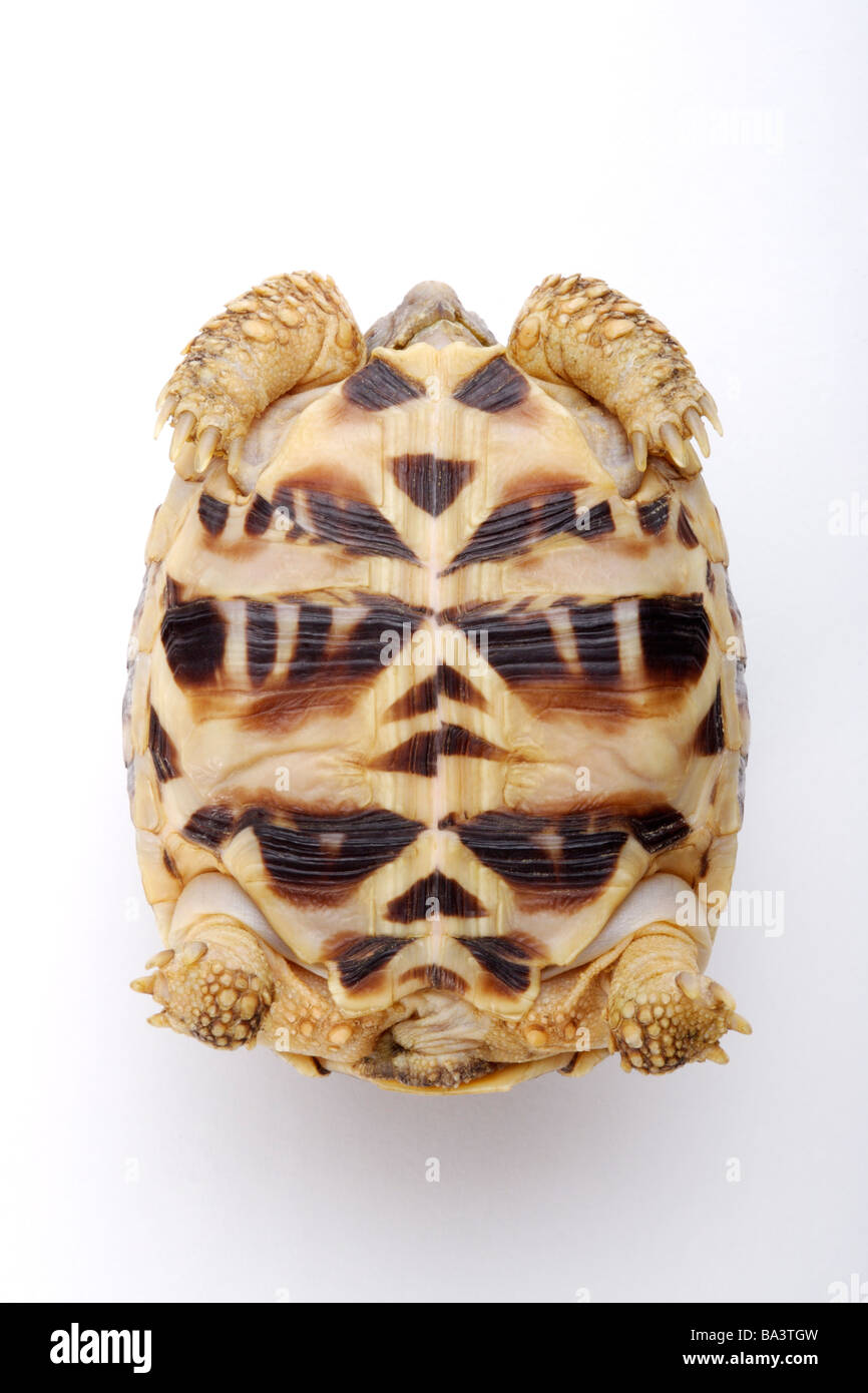 Upside down turtle hires stock photography and images Alamy