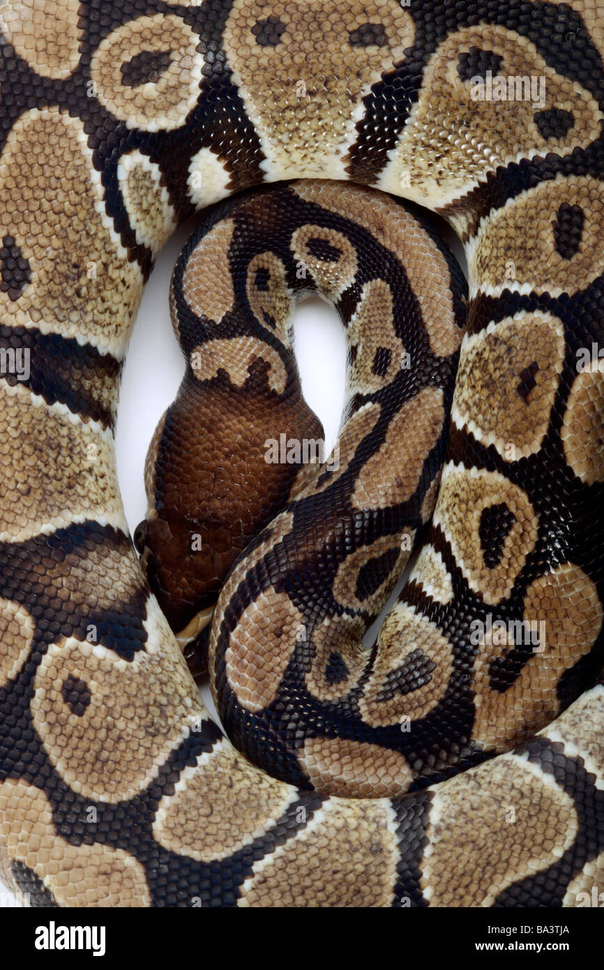 Python curled up close up Stock Photo - Alamy