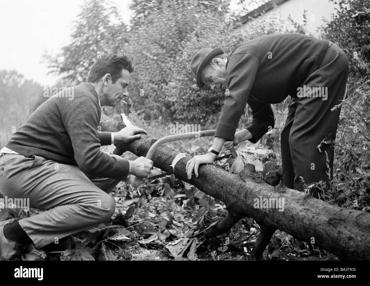 Sechziger Jahre, Menschen, zwei Maenner zersaegen einen Baumstamm Stock Photo