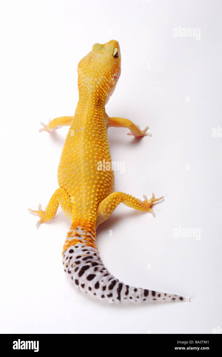 Leopard Gecko against white background close up Stock Photo