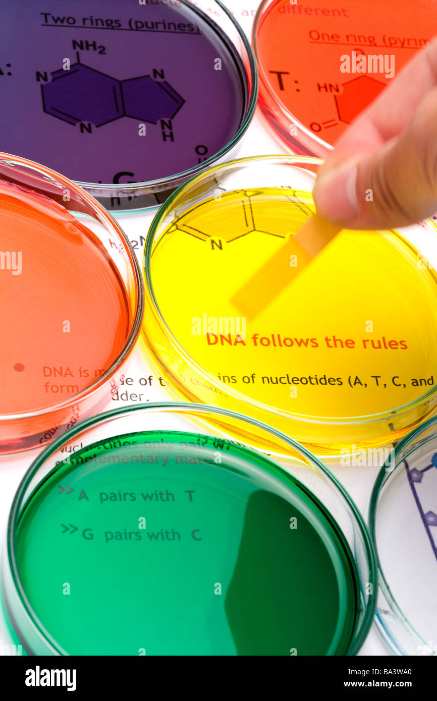 Petri dishes with liquid Stock Photo Alamy