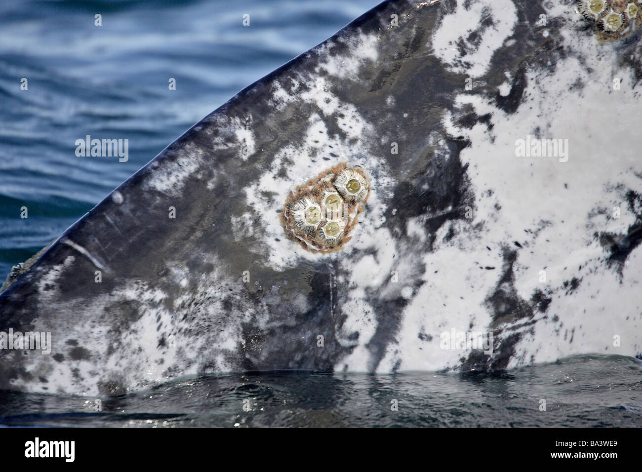 Gray Whale flipper showing barnacles Stock Photo