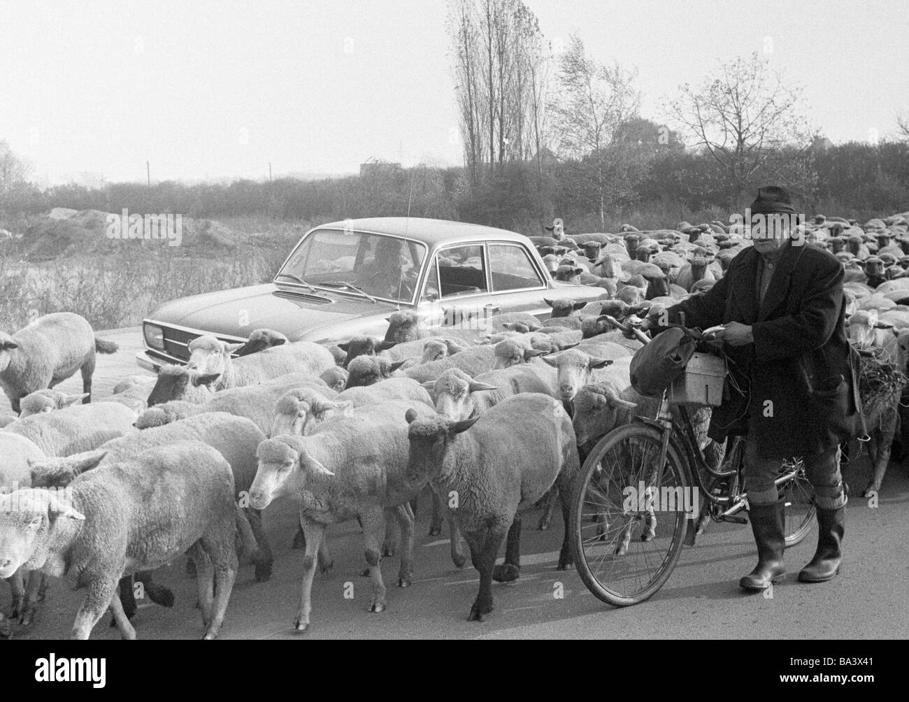 Seventies, black and white photo, human and animal, shepherd and flock of sheep, aged 60 to 80 years, passenger car stands among the animals and has to wait, Ovis, Ruhr area, North Rhine-Westphalia Stock Photo