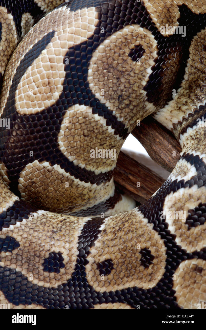Python close up Stock Photo - Alamy