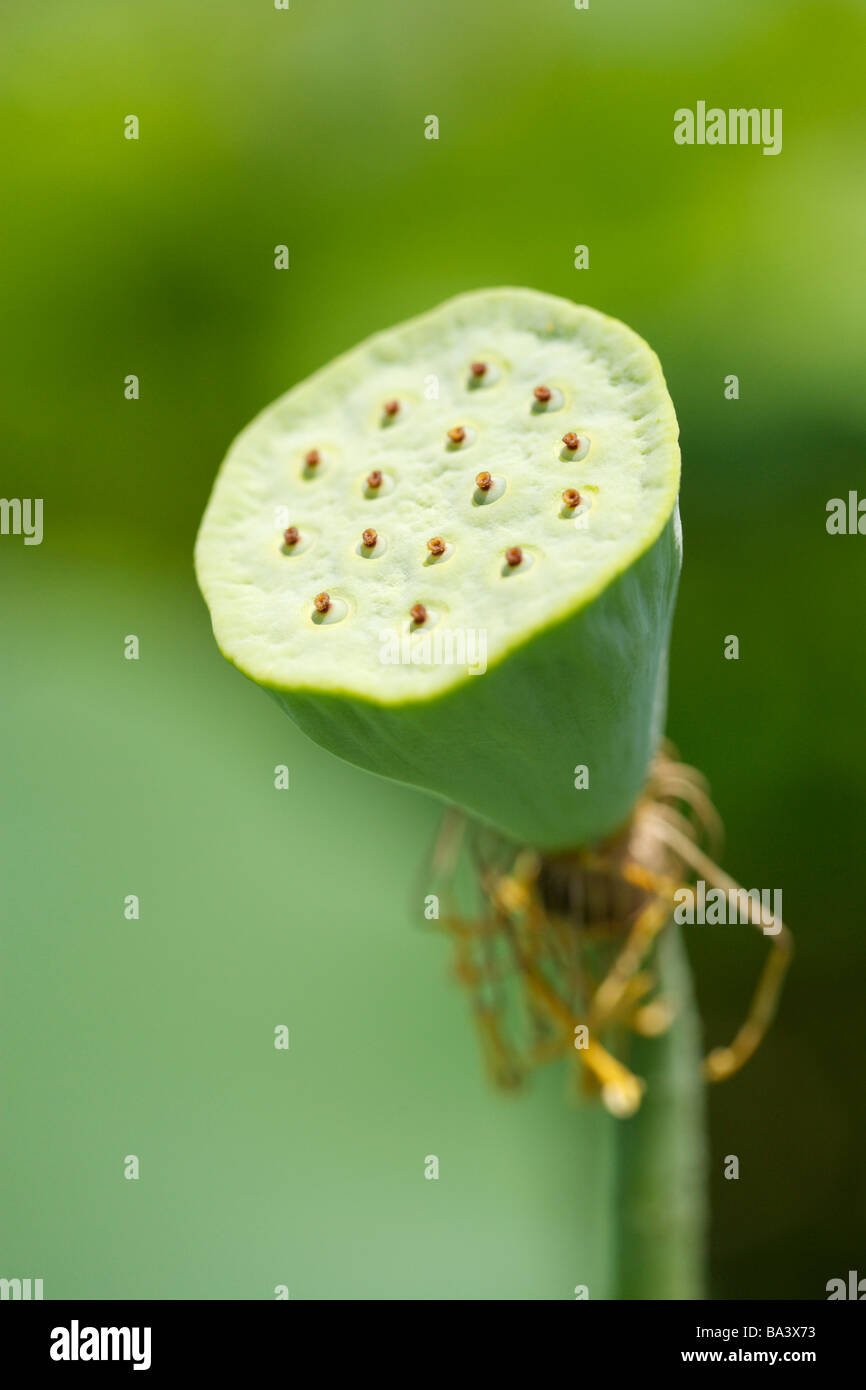 Lotus flower seed pod selective focus close up Stock Photo