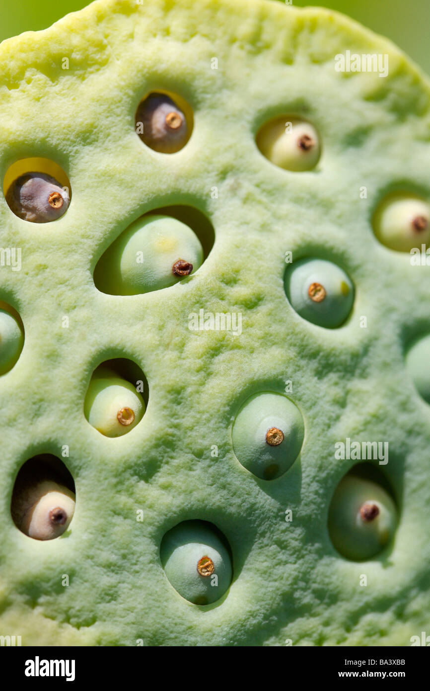 Lotus flower seed pod with seeds Stock Photo Alamy