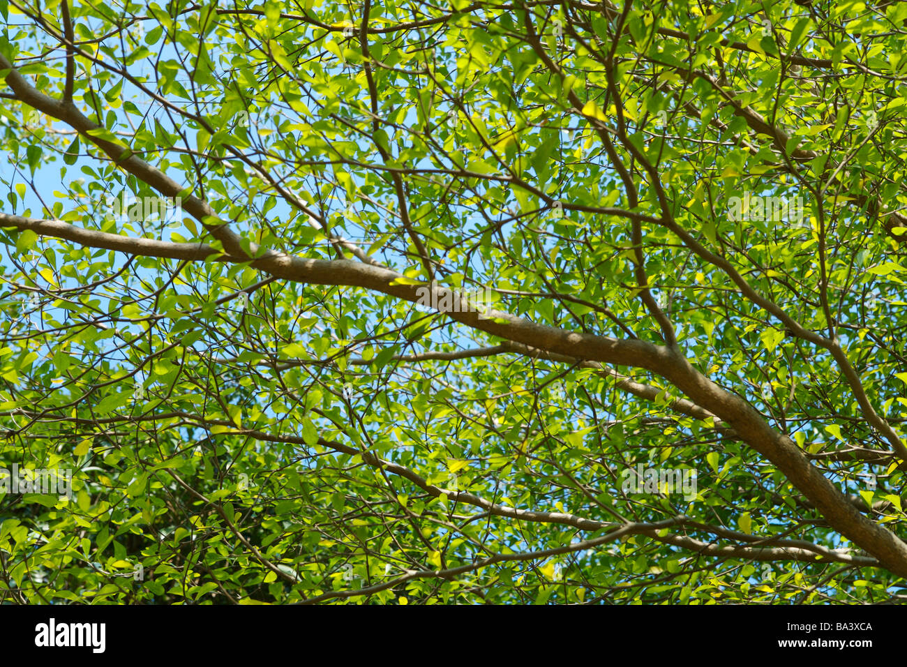 Cherry tree series hi-res stock photography and images - Alamy