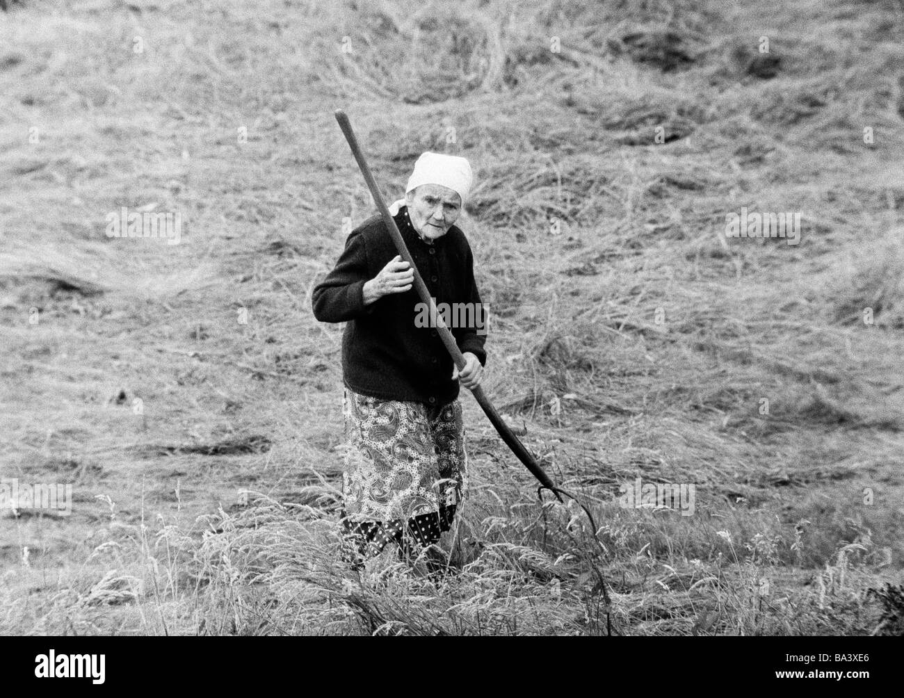 Seventies, black and white photo, autumn, harvest season, older woman on the field in the hay harvest, aged 70 to 80 years, Black Forest, Baden-Wuerttemberg Stock Photo