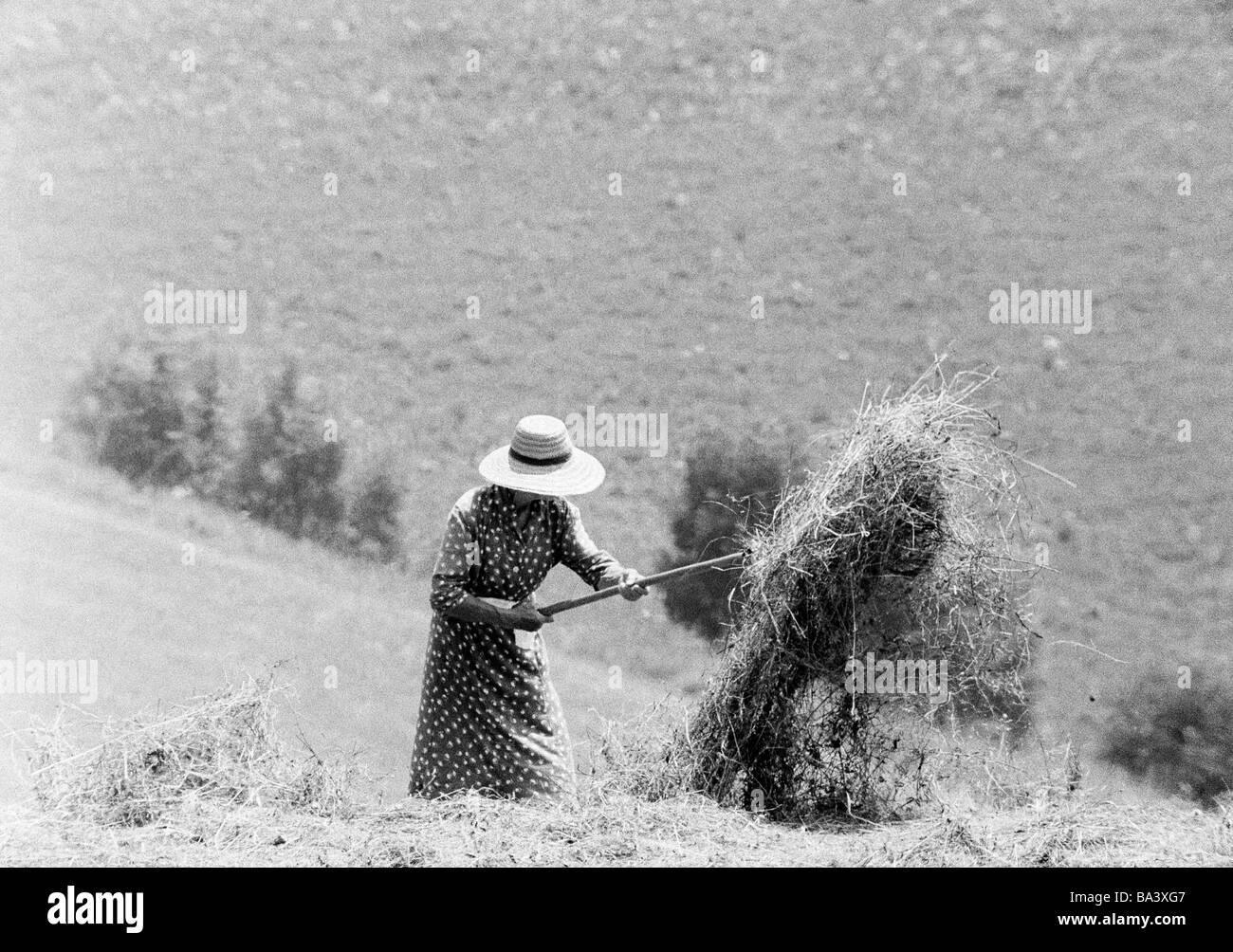 Seventies, black and white photo, autumn, harvest season, woman on the field in the hay harvest, aged 40 to 50 years, Black Forest, Baden-Wuerttemberg Stock Photo