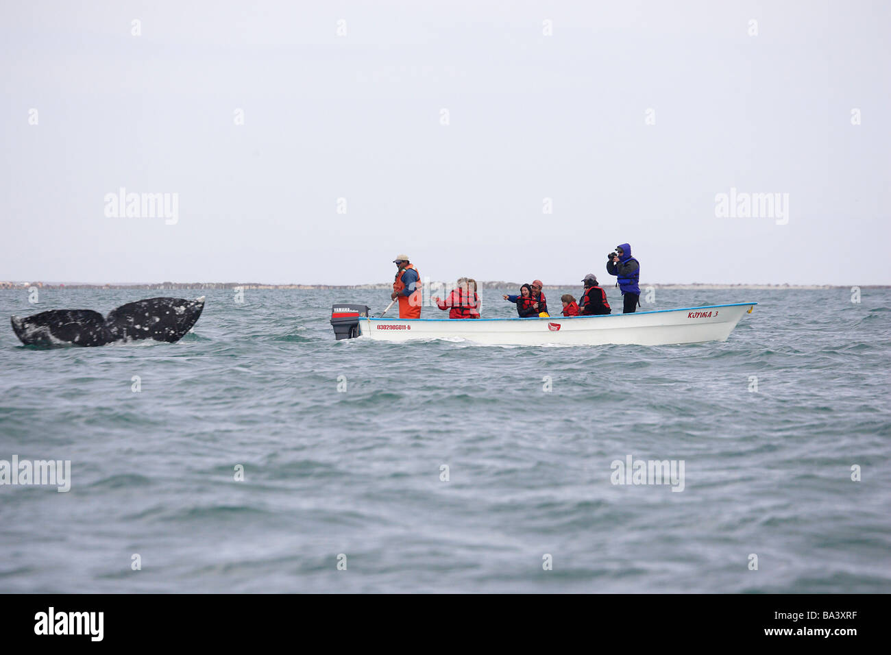 Gray Whale tail fluke next to a panga Laguana San Ignacio Stock Photo