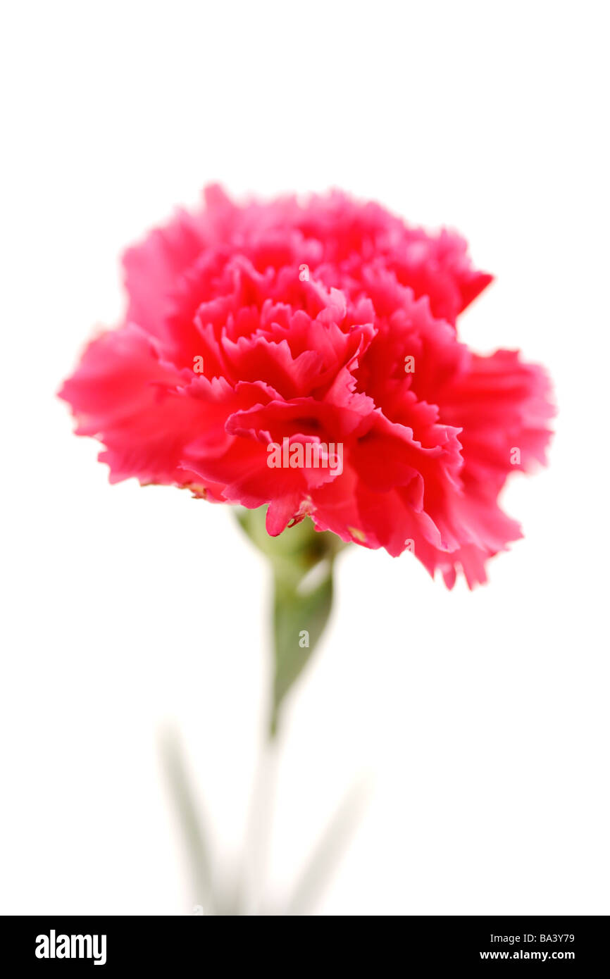 Single carnation close up Stock Photo Alamy