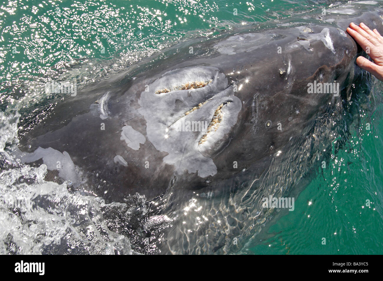 Whale blow hole hi-res stock photography and images - Alamy