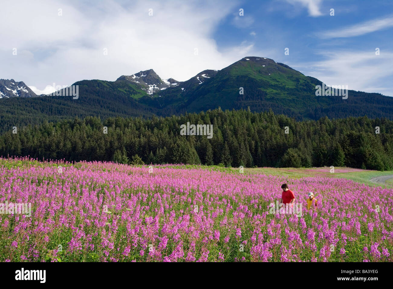 tongass-national-forest-southeast-alaska-hi-res-stock-photography-and