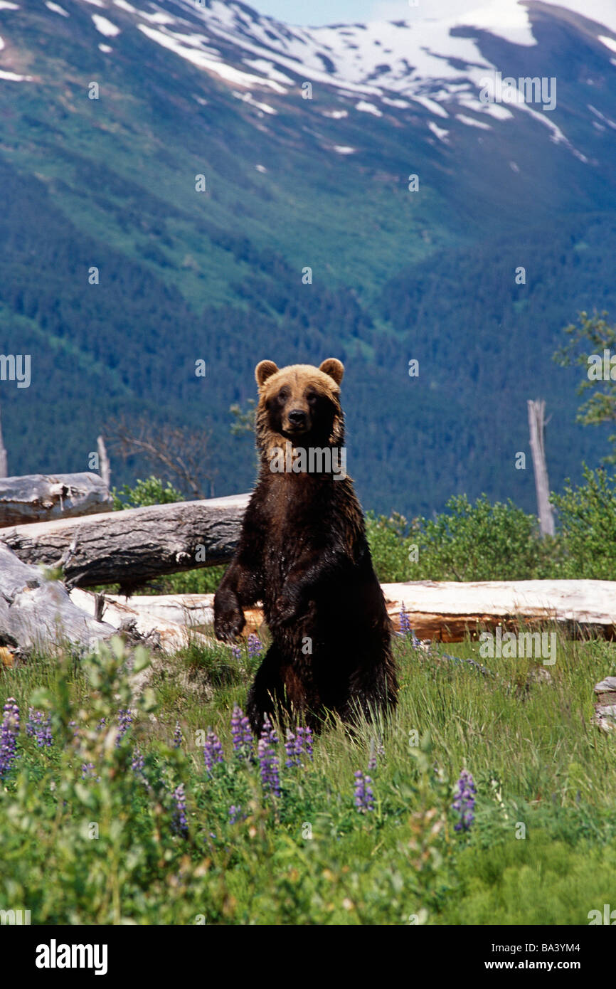 Brown bear standing upright in meadow Captive Alaska Wildlife
