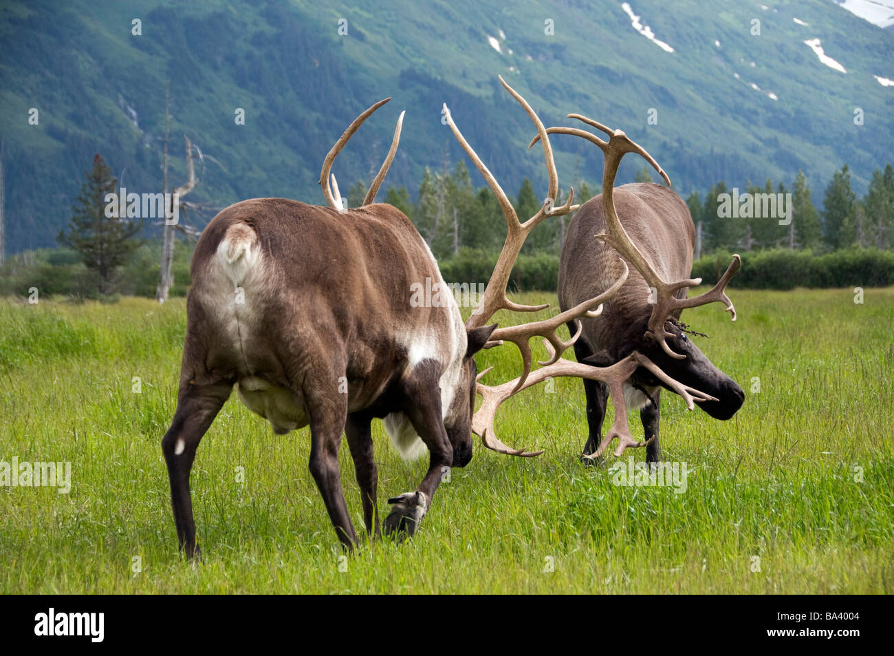 Barren Ground Caribou fighting during rut season at the Alaska Wildlife Conservation Center during Summer in Southcentral Alaska Stock Photo