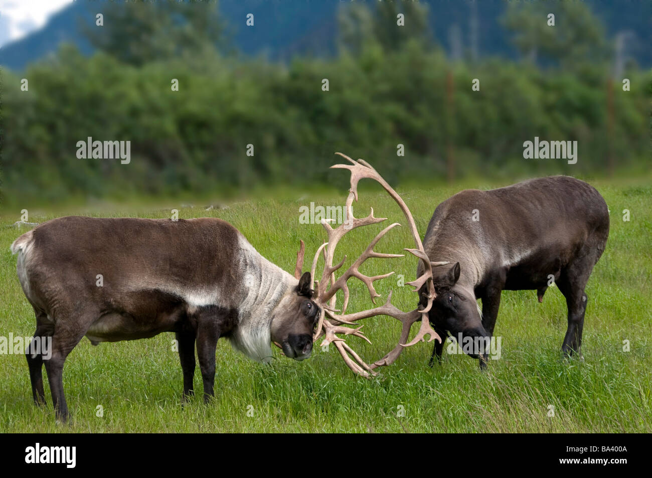 Barren Ground Caribou fighting during rut season at the Alaska Wildlife Conservation Center during Summer in Southcentral Alaska Stock Photo