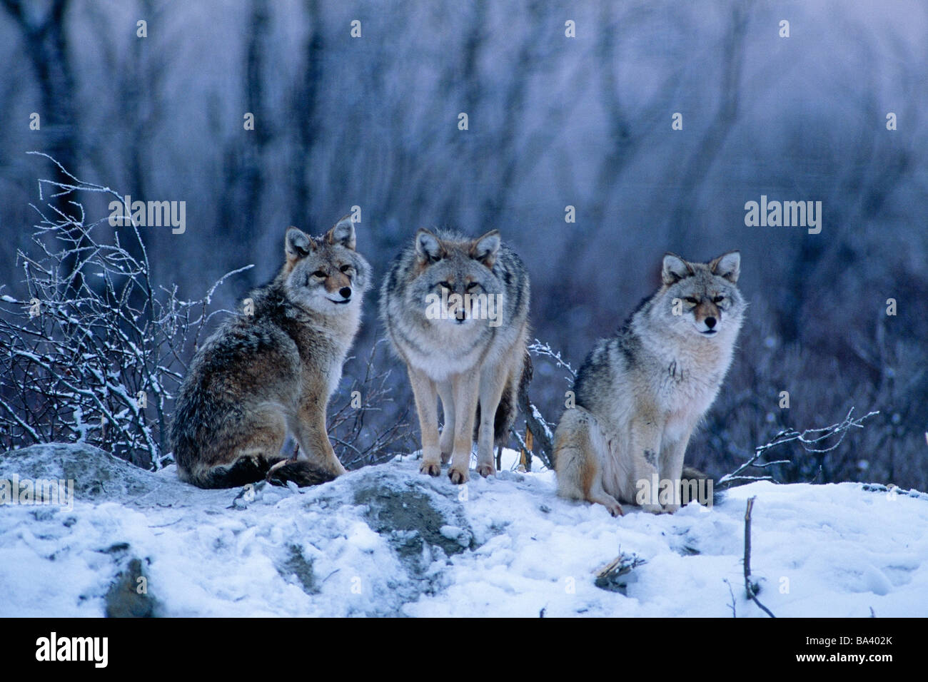 Group coyotes together on snow hires stock photography and images Alamy