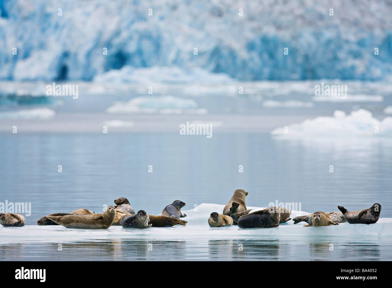 Harbor seals rest on an iceberg with Dawes Glacier in the background, Tracy Arm in Fords Terror Wilderness, Alaska Stock Photo