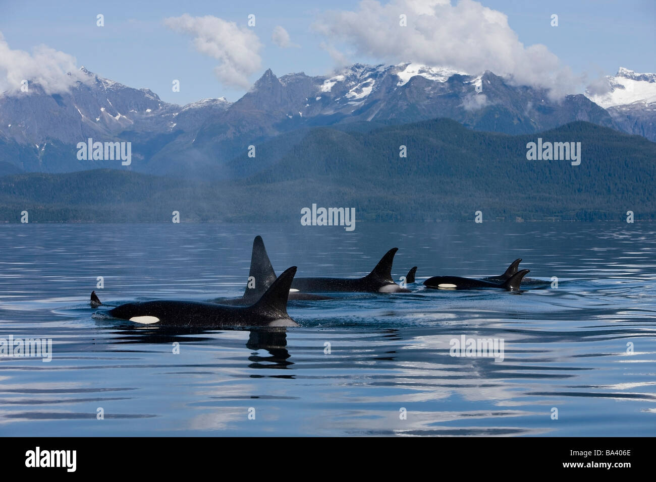 Pod of Orca whales surfacing in Lynn Canal with the Coastal Range in the background in Southeast Alaska Stock Photo