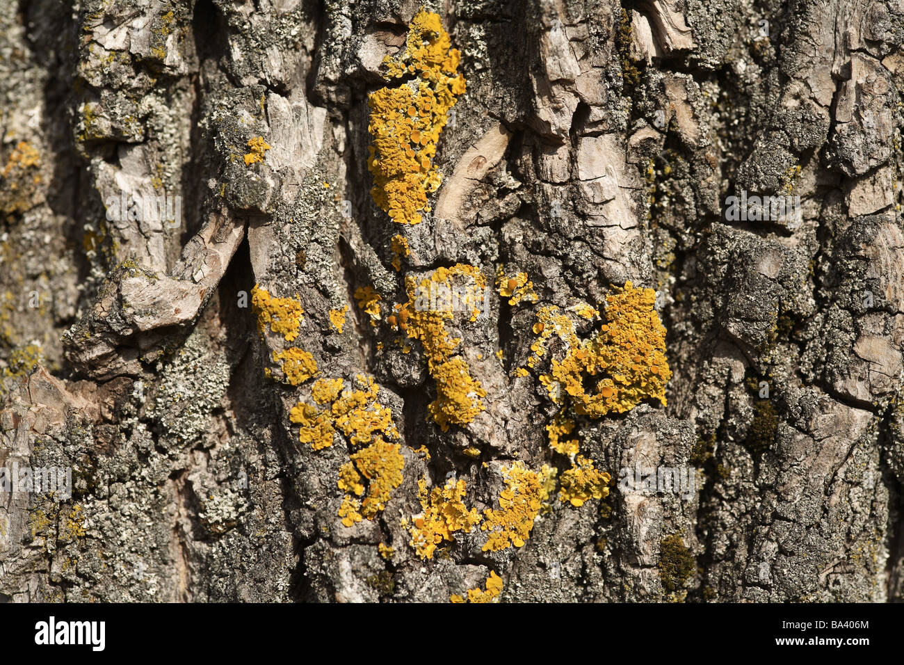 Log Borke lichen close-up tree trunk bark bark plant symbiosis nature ...
