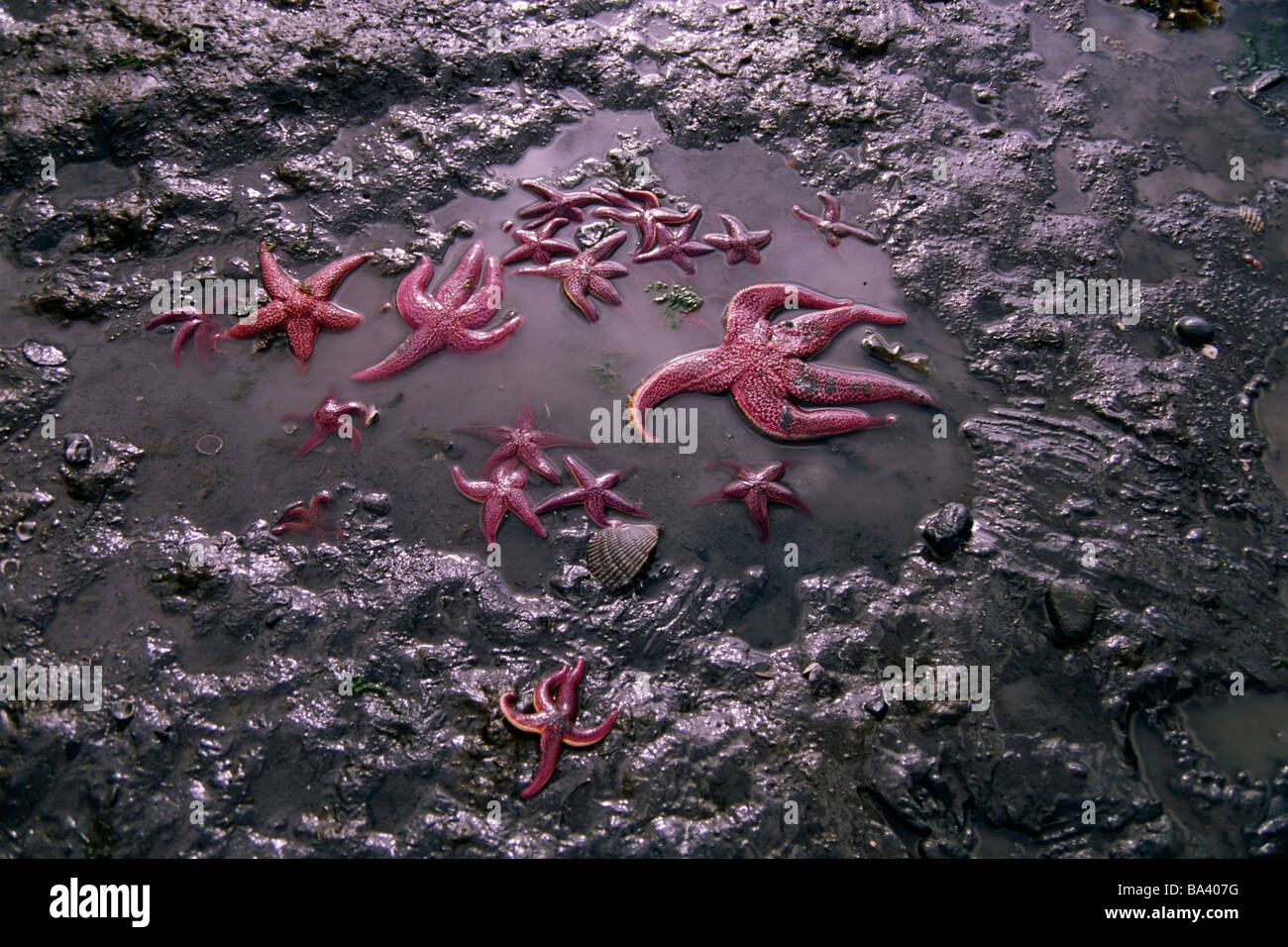 Closeup of starfish & other sealife in mud at low tide Homer Spit Kenai Peninsula Alaska Summer Stock Photo