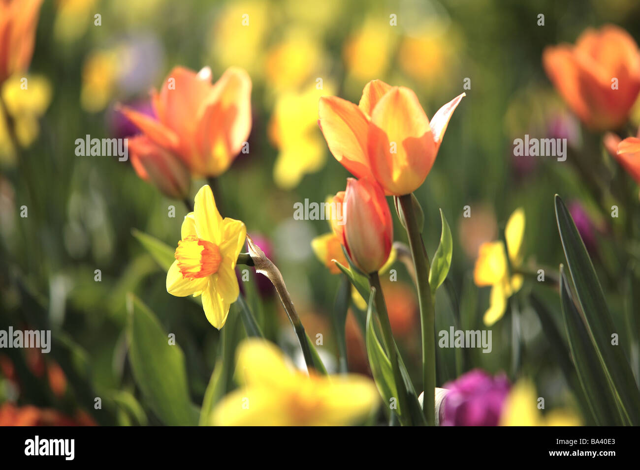 Flower bed spring-flowers tulips daffodils detail blooms garden plants ...