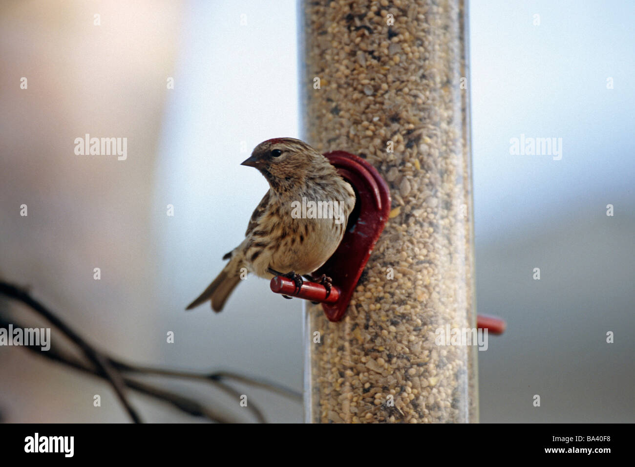 Female Redpoll on bird feeder in Anchorage backyard Southcentral Alaska