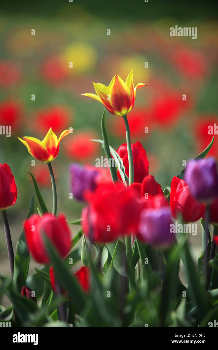 Flower bed tulips detail blooms differentlycolorfully garden plants flowers lilyplants