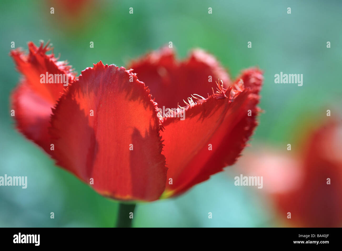 Tulip detail bloom red garden plant flower lilyplant ornamentflower