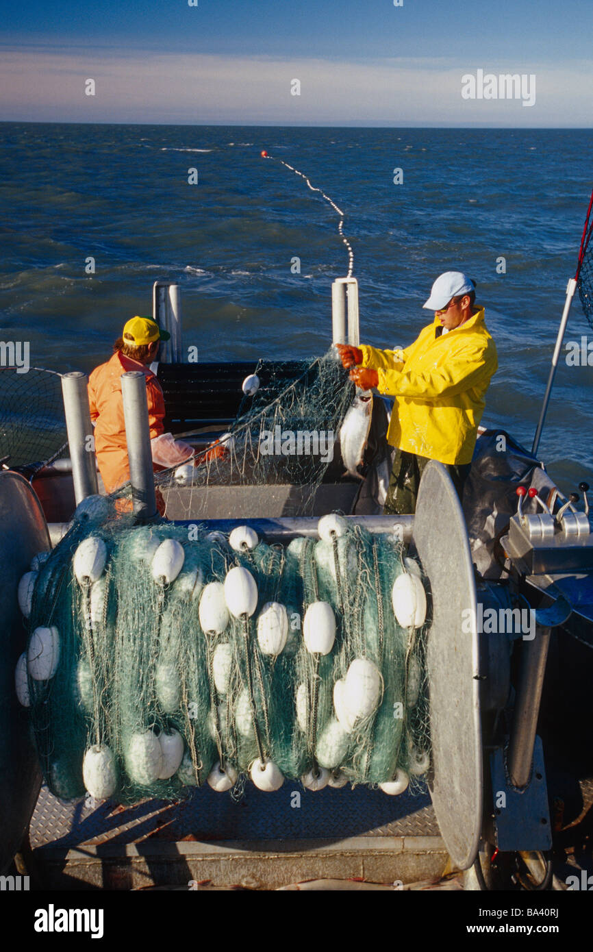 Commercial Fishermen on boat hauling in gillnet w/Red Salmon, Cook ...
