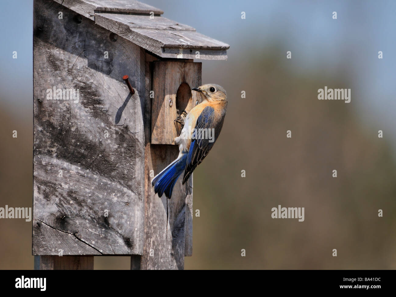 Eastern Bluebird, Sialia sialis, clinging to the entrance of a nest box. Oklahoma, USA. Stock Photo