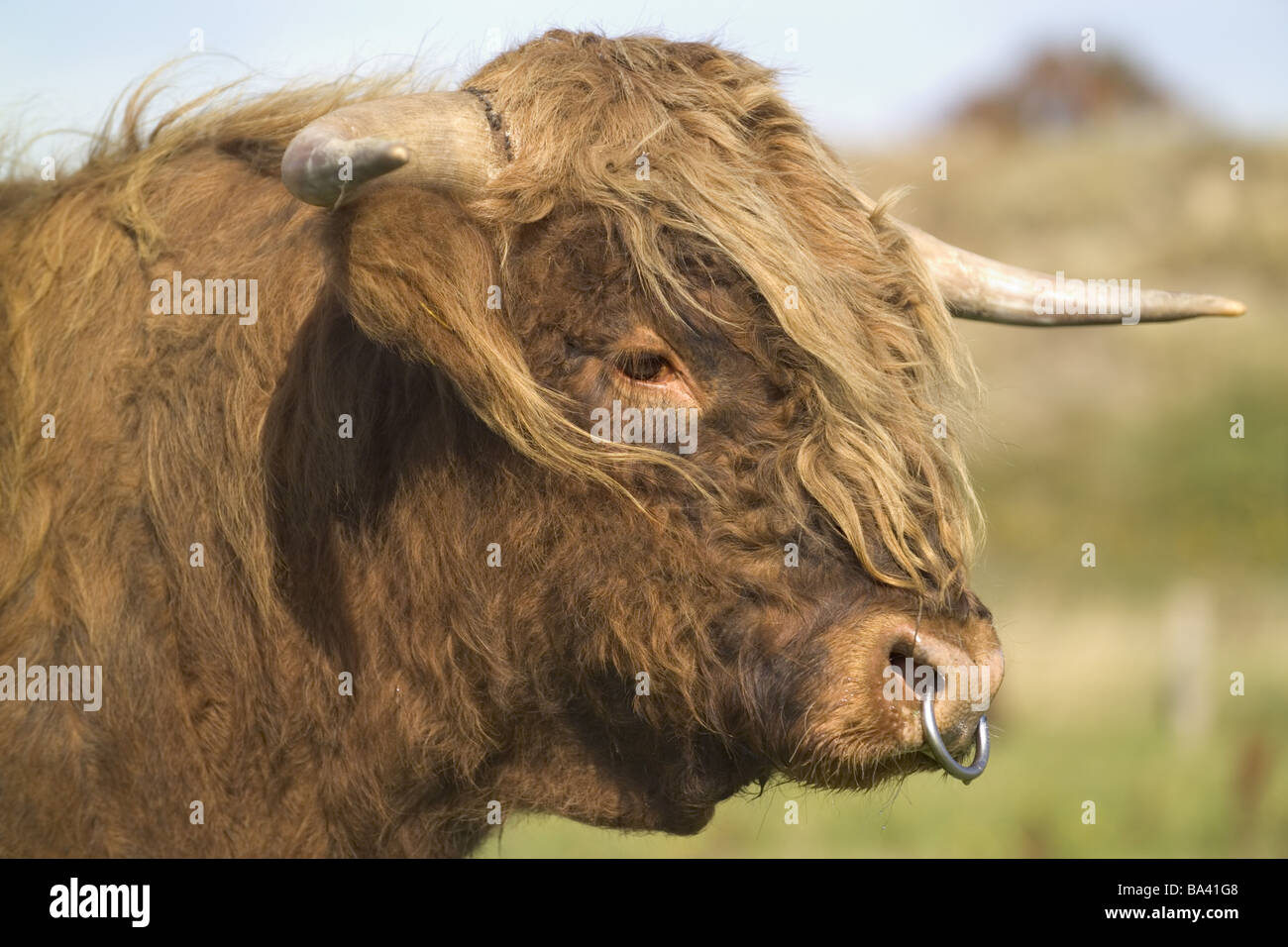 Bos species hi-res stock photography and images - Alamy