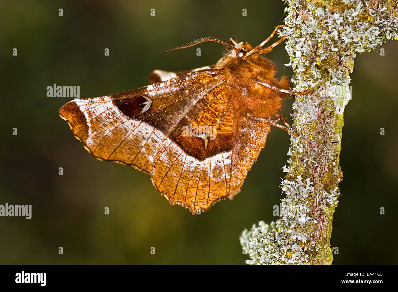 Purple Thorn Moth Stock Photo