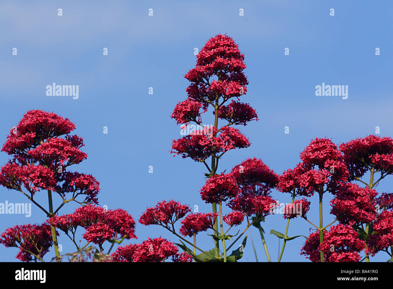 Red Valerian Stock Photo