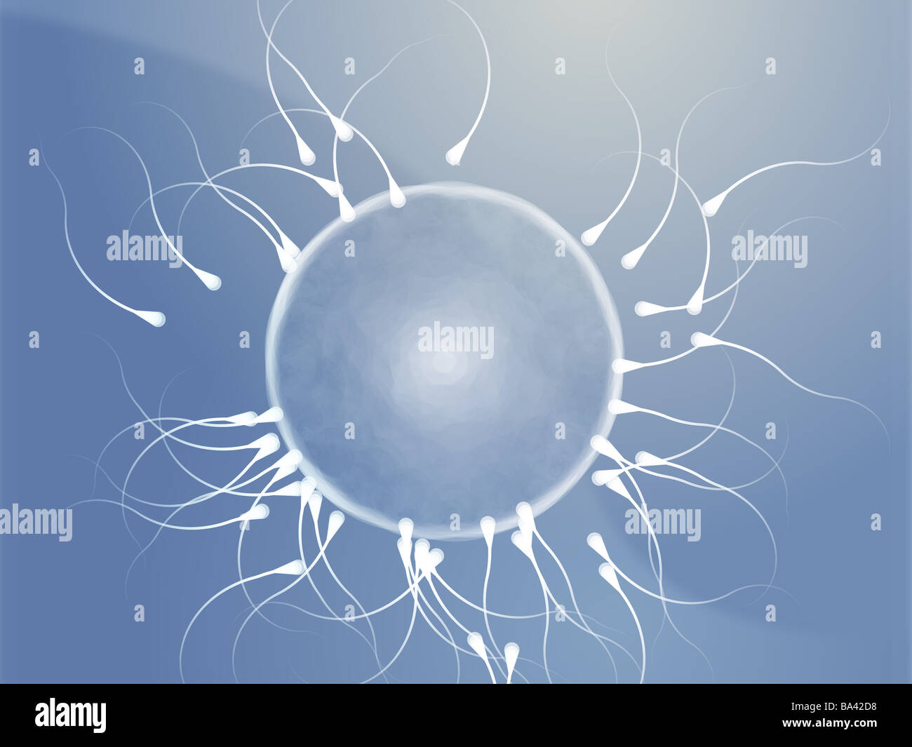 Illustration of human egg cell being fertilized by sperm Stock Photo