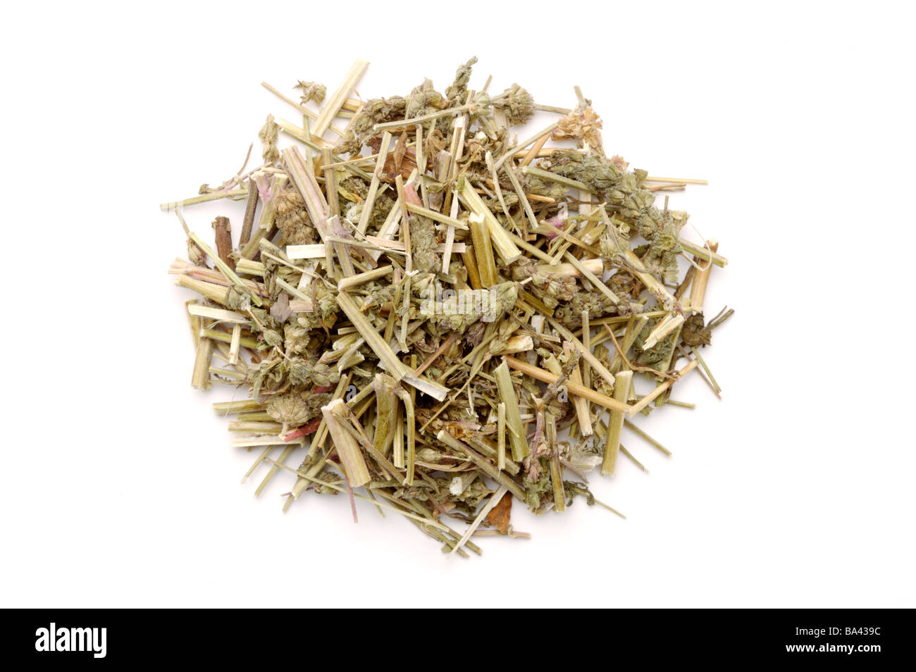 Chinese herbal medicine Fineleaf Schizonepeta Herbs Stock Photo - Alamy