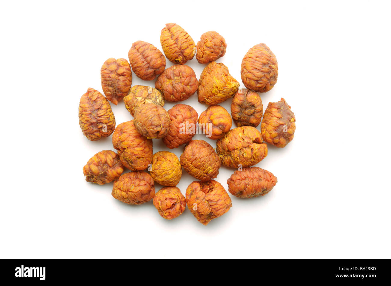Cape Jasmine Fruit Stock Photo Alamy
