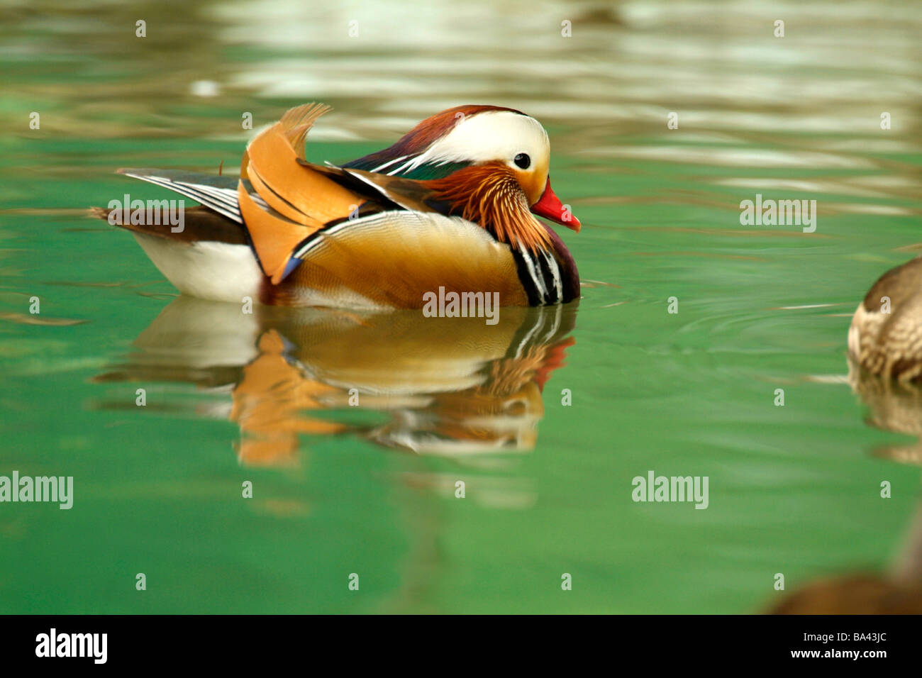 Male mandarin duck floating on water side view Stock Photo - Alamy