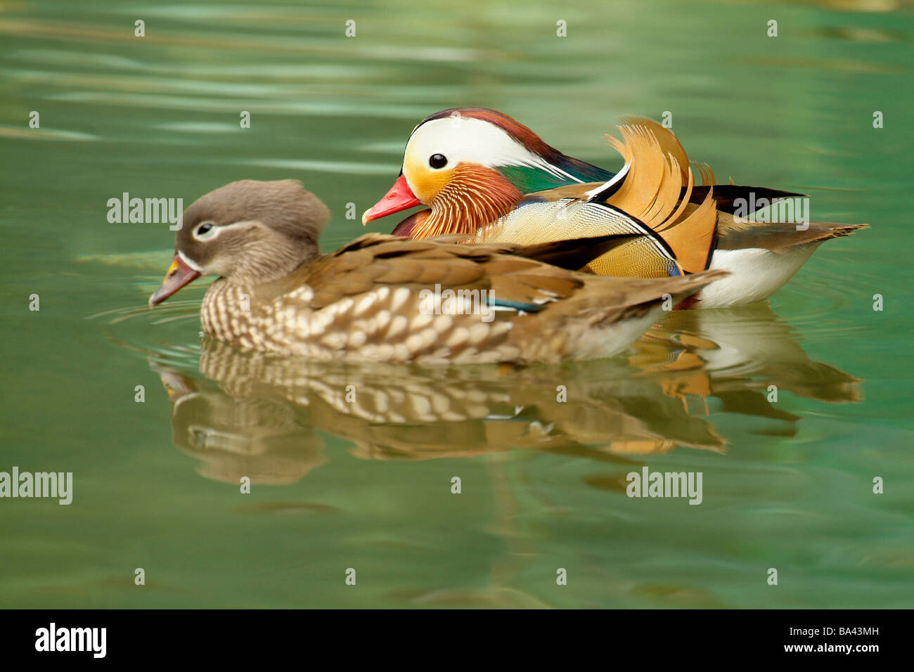 Female and male mandarin ducks swimming together side view Stock Photo ...