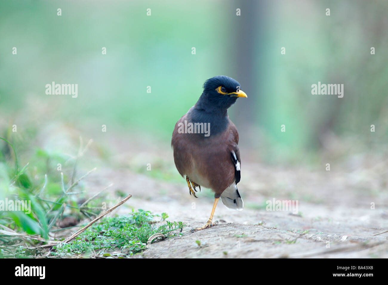 Bird standing on one leg on the ground front view Stock Photo Alamy