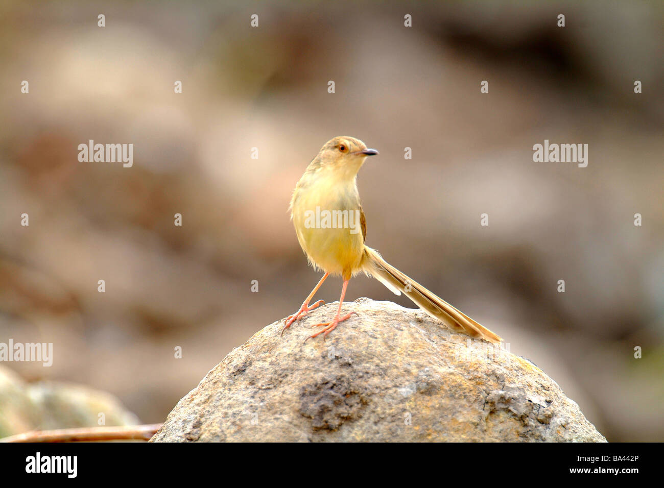 Bird standing on rock front view Stock Photo - Alamy