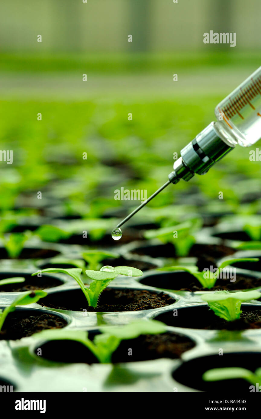 Syringe over plant in greenhouse Stock Photo Alamy