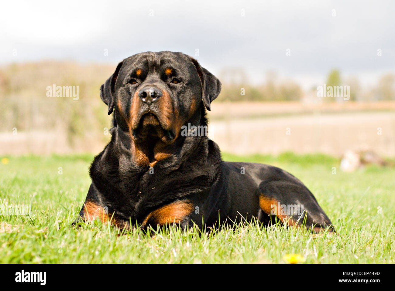 rottweiler male dog